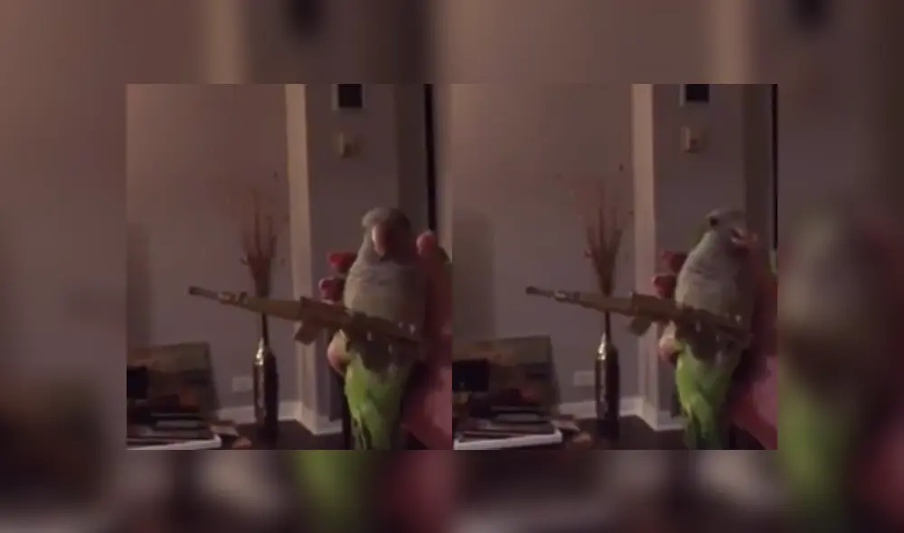 Desliza a la izquierda para ver más imágenes del perico que se volvió viral en las redes sociales. (Foto: captura)