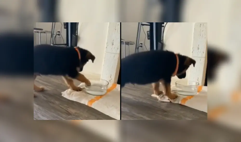 Desliza a la izquierda para ver más imágenes de la divertida escena protagonizada por un perro que se hizo viral en YouTube.