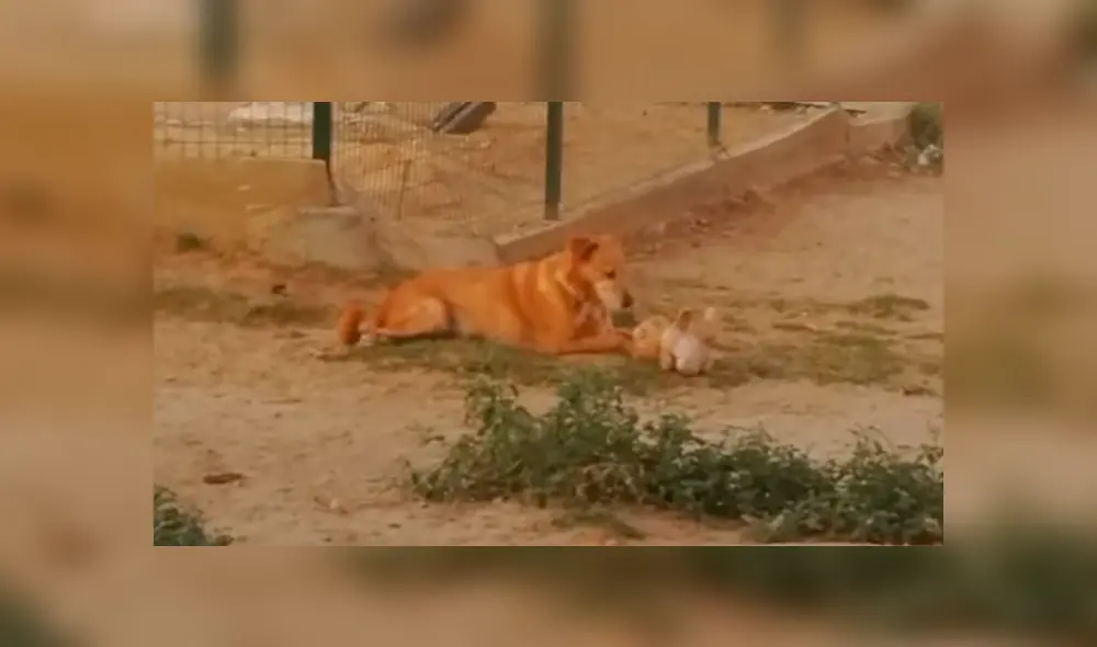 En Facebook, un joven acudió a un refugio de animales y quedó espantado al creer que un perro tenía un fuerte enfrentamiento. En Facebook, un joven acudió a un refugio de animales y quedó espantado al creer que un perro tenía un fuerte enfrentamiento.