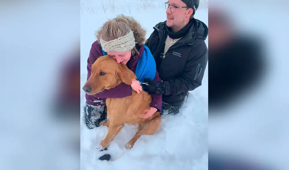 Desliza las imágenes para ver la valiente acción de un perro al encontrar a un animal que estaba enterrado en la nieve. Foto: captura de YouTube