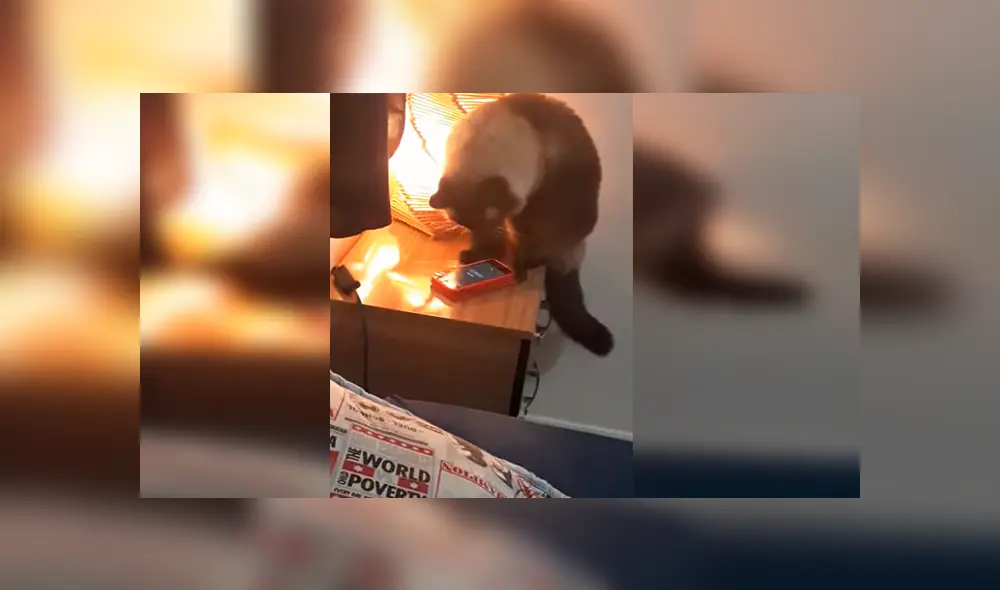 En Facebook, una chica descubrió al verdadero culpable que ocasionó que llegue tarde a trabajar por apagar sus alarmas. En Facebook, una chica descubrió al verdadero culpable que ocasionó que llegue tarde a trabajar por apagar sus alarmas.