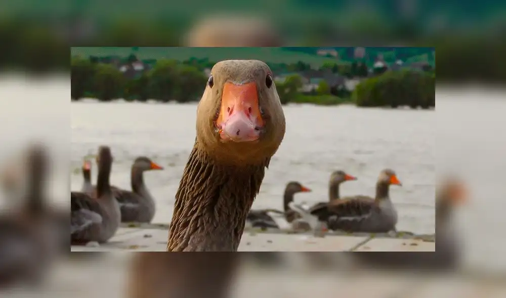 Pato se convierte en el ‘héroe’ de las redes sociales tras asistir a un niño [VIDEO]