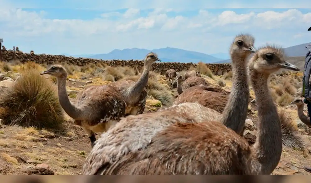 Ministerio de Agricultura colocará chips con GPS en los suris. Ministerio de Agricultura colocará chips con GPS en los suris.