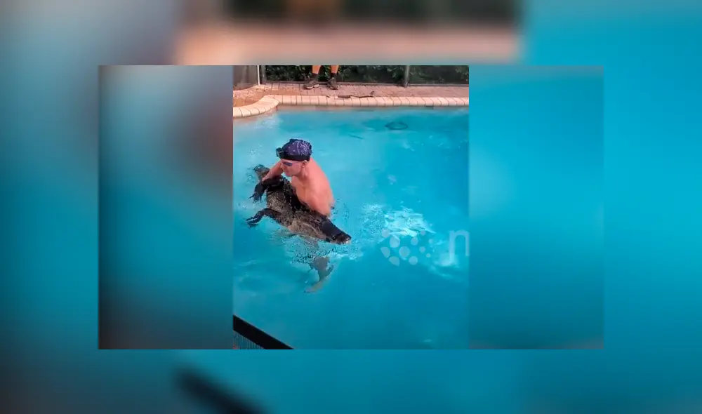 Un video viral muestra el preciso instante en que un hombre nada con una gigantesca criatura, un cocodrilo de 8 pies.