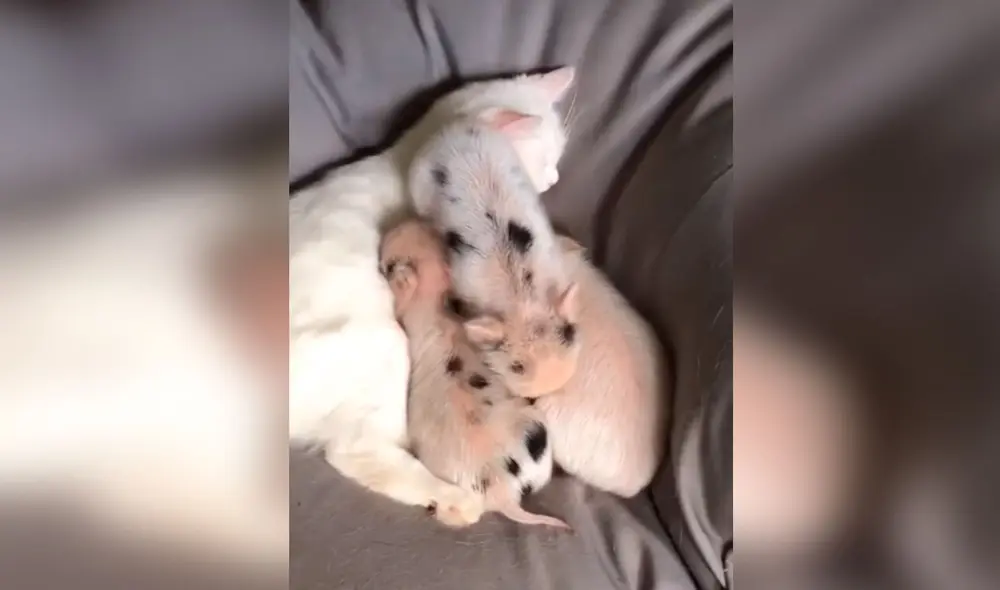 Desliza las imágenes para apreciar el tierno gesto de un gato cuando se queda solo con unos cerdos bebés. Foto: Captura de TikTok Desliza las imágenes para apreciar el tierno gesto de un gato cuando se queda solo con unos cerdos bebés. Foto: Captura de TikTok