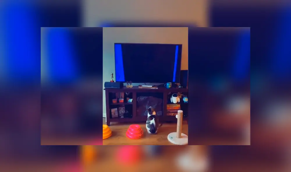 Desliza las imágenes para apreciar la tierna reacción de un gato cuando su dueña le pone su película favorita. Foto: Captura. Desliza las imágenes para apreciar la tierna reacción de un gato cuando su dueña le pone su película favorita. Foto: Captura.