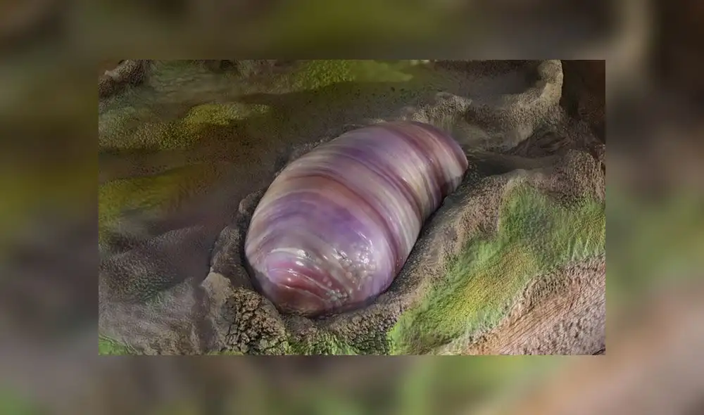 Representación de Ikaria wariootia. Crédito: Sohail Wasif / UCR.