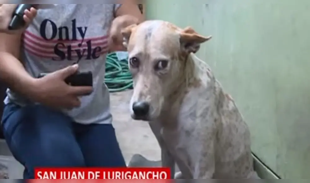 Perro es atropellado en San Juan de Lurigancho y sobrevive de milagro [VIDEO] 