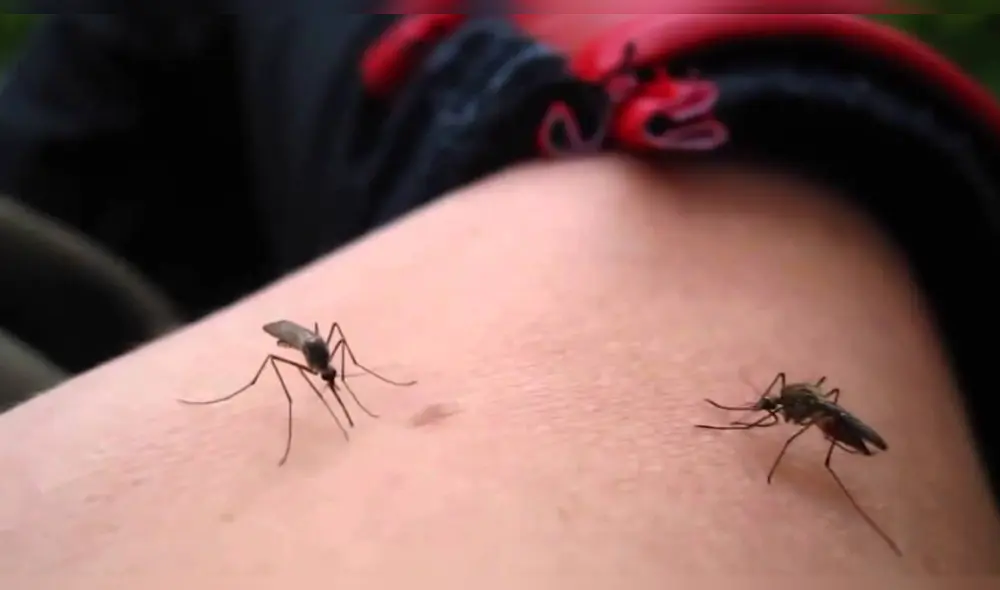 La sala situacional del Minsa registra un aumento en más del 50% de los casos de dengue