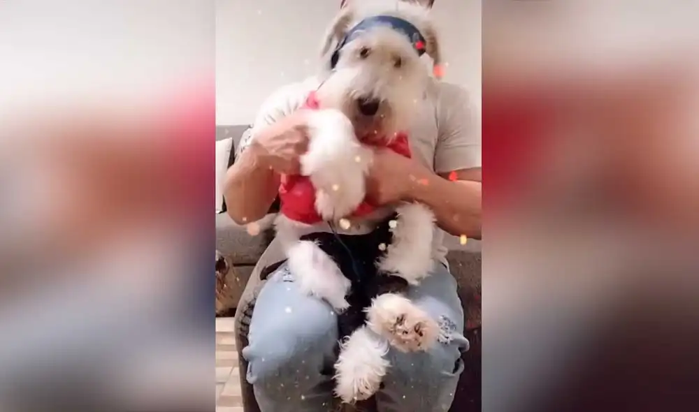 Desliza las imágenes para ver algunas escenas de la curiosa ‘coreografía’ que hizo este can al ritmo del famoso tema de Shakira. Foto: captura de TikTok/@monstervv82