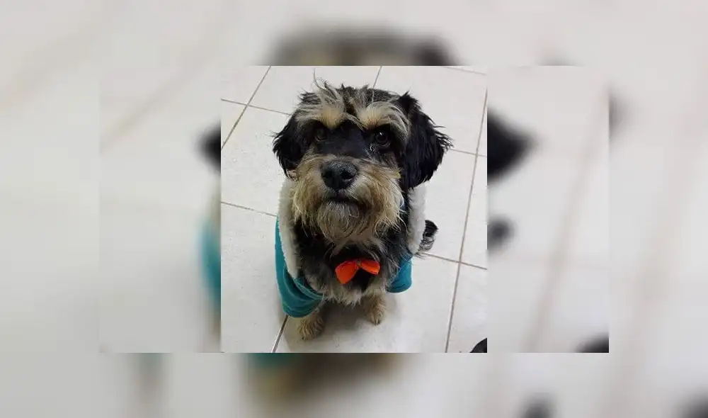 Mascota que fue rescatada se perdió en San Miguel