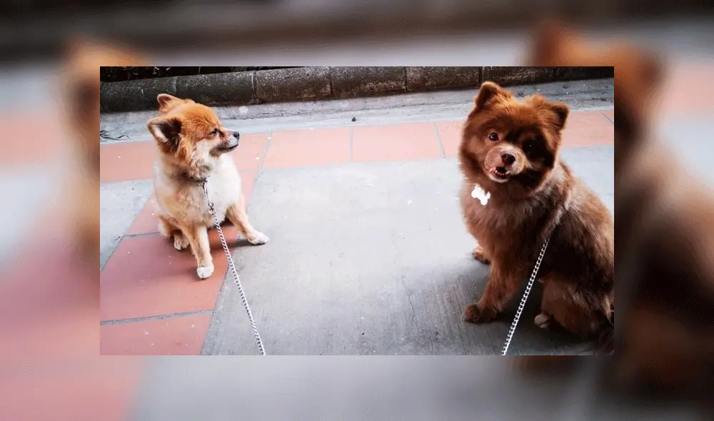 Mujer dopó a acompañante en una fiesta para arrebatarle a sus perros [VIDEO]