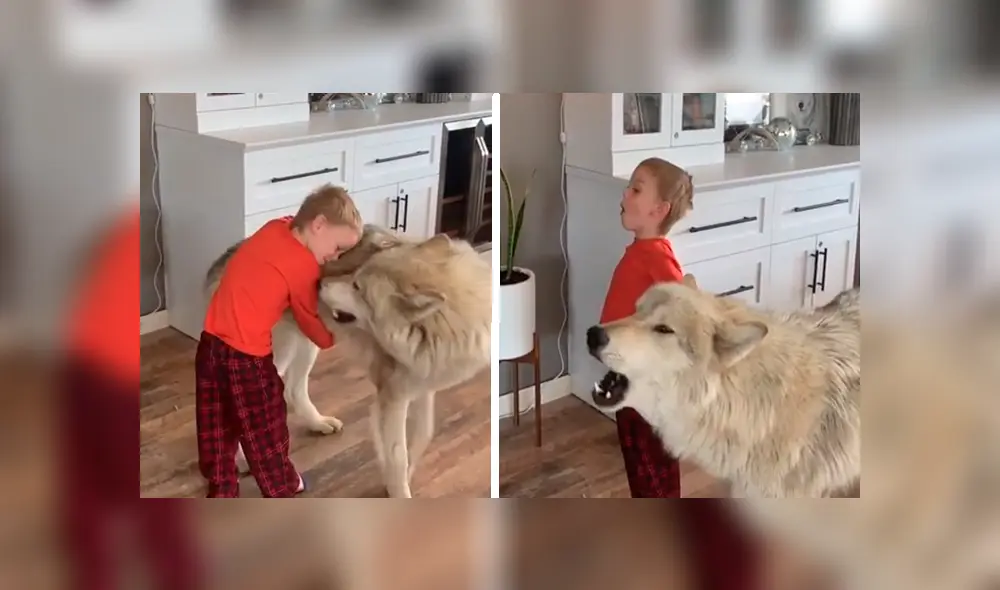 En YouTube, un pequeño sorprendió al seguir las indicaciones de un gigantesco lobo que le enseñaba aullar.