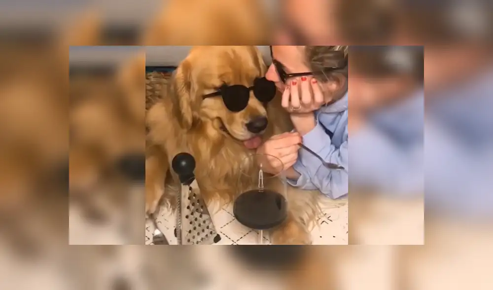 Desliza las imágenes para ver a este divertido perro que ha causado sensación por su interpretación de 'Stand by me'.