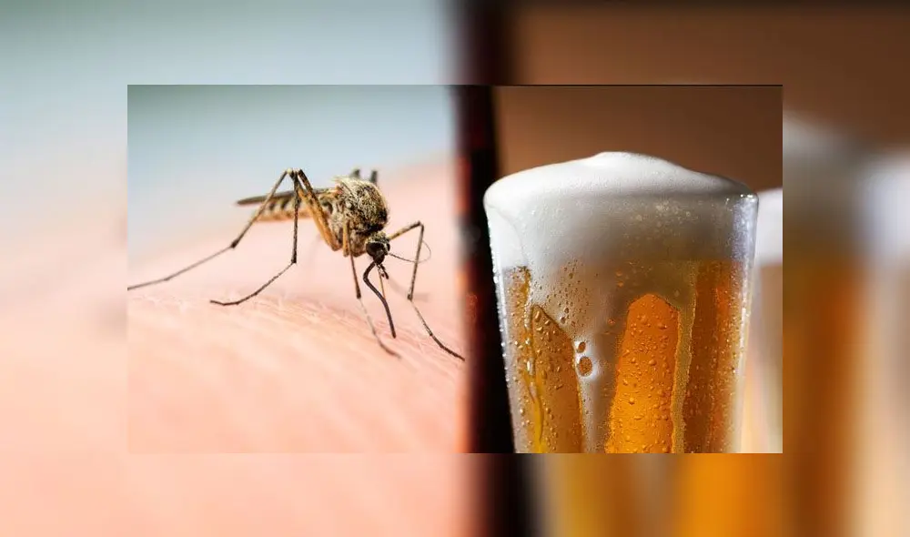 Los mosquitos prefieren a las personas que beben alcohol.