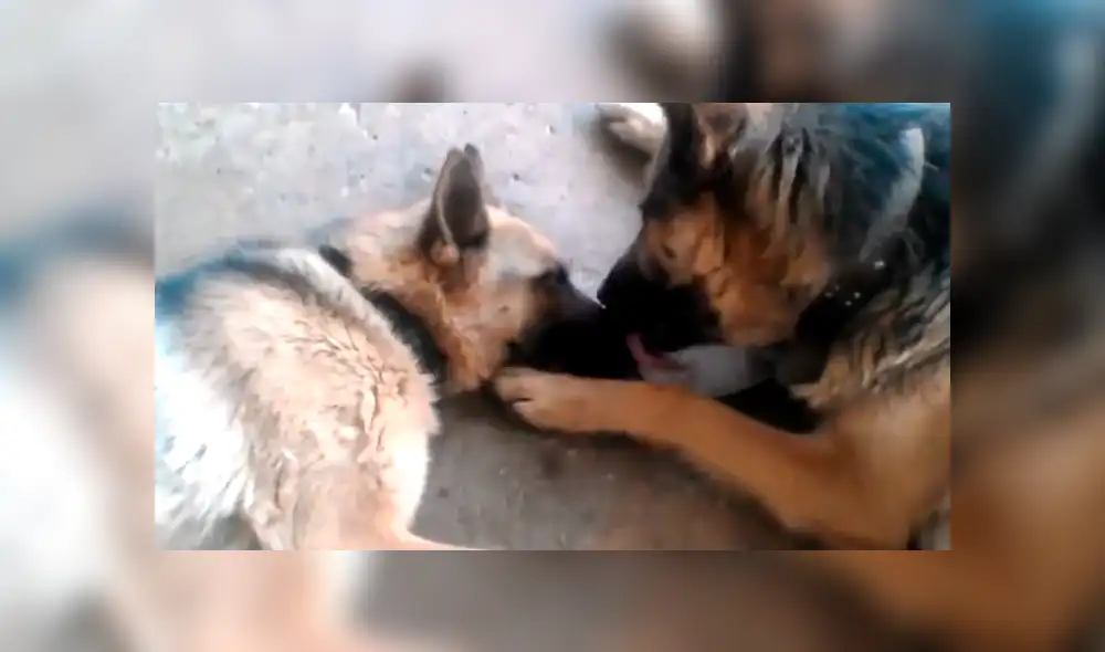Facebook viral: perro felicita a su pareja por dar a luz a crías, pero detalle lo deja mal [VIDEO]