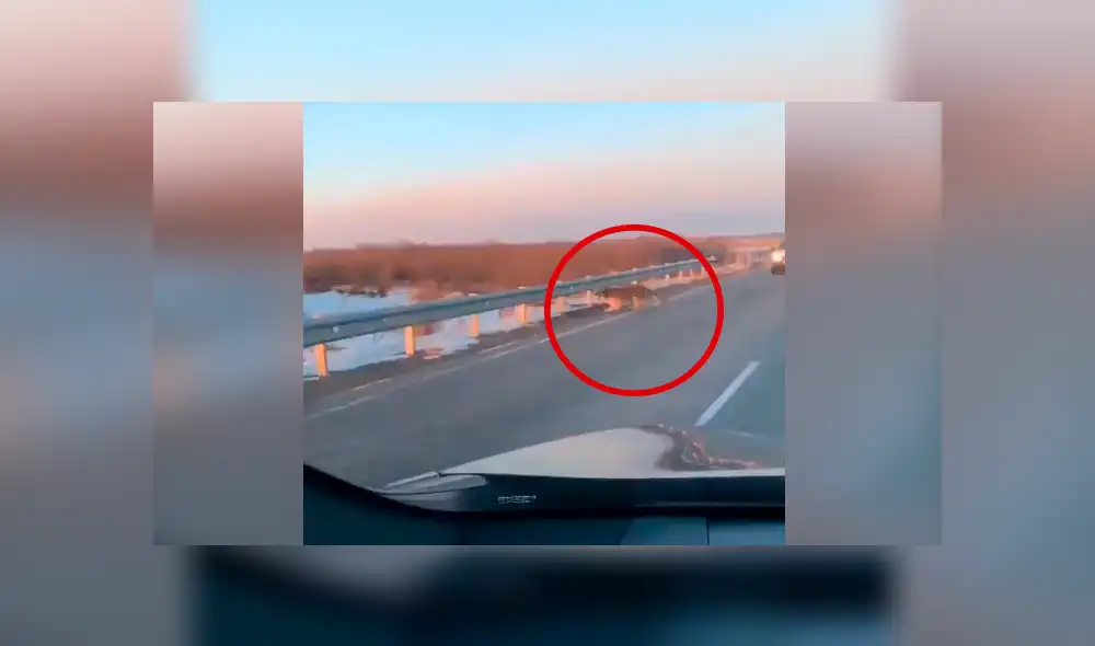 Facebook viral: gigantesco tigre se apodera de carretera y conductor queda aterrado al verlo [VIDEO]