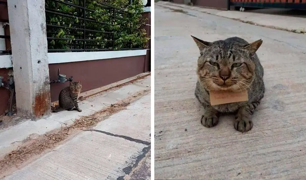 Desliza las imágenes para conocer la curiosa historia de un gatito que apareció en su hogar con una deuda. Fotos: Facebook Desliza las imágenes para conocer la curiosa historia de un gatito que apareció en su hogar con una deuda. Fotos: Facebook