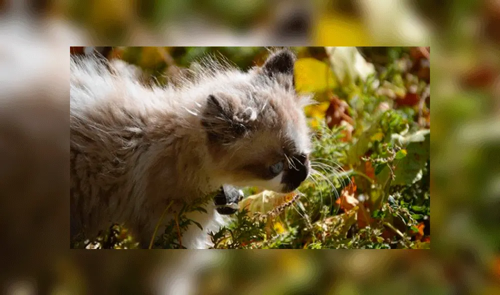 Cricket cuando era cachorrito. Fue salvado por una enfermera de la eutanasia. Foto: cricket_the_one_eyed_cat / Instagram. Cricket cuando era cachorrito. Fue salvado por una enfermera de la eutanasia. Foto: cricket_the_one_eyed_cat / Instagram.