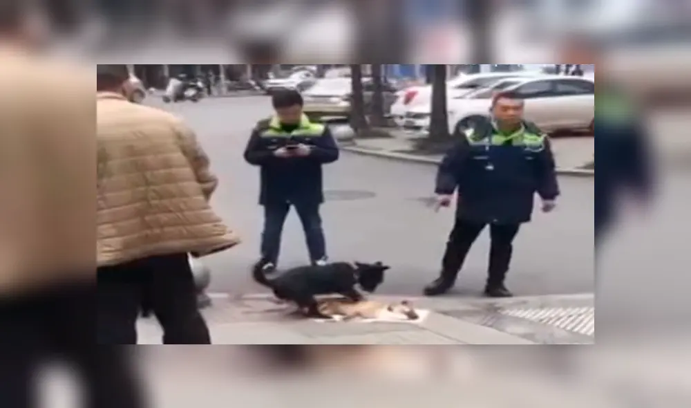 En Facebook, un perro fiel se mantuvo al lado de su compañero moribundo que fue atropellado. En Facebook, un perro fiel se mantuvo al lado de su compañero moribundo que fue atropellado.