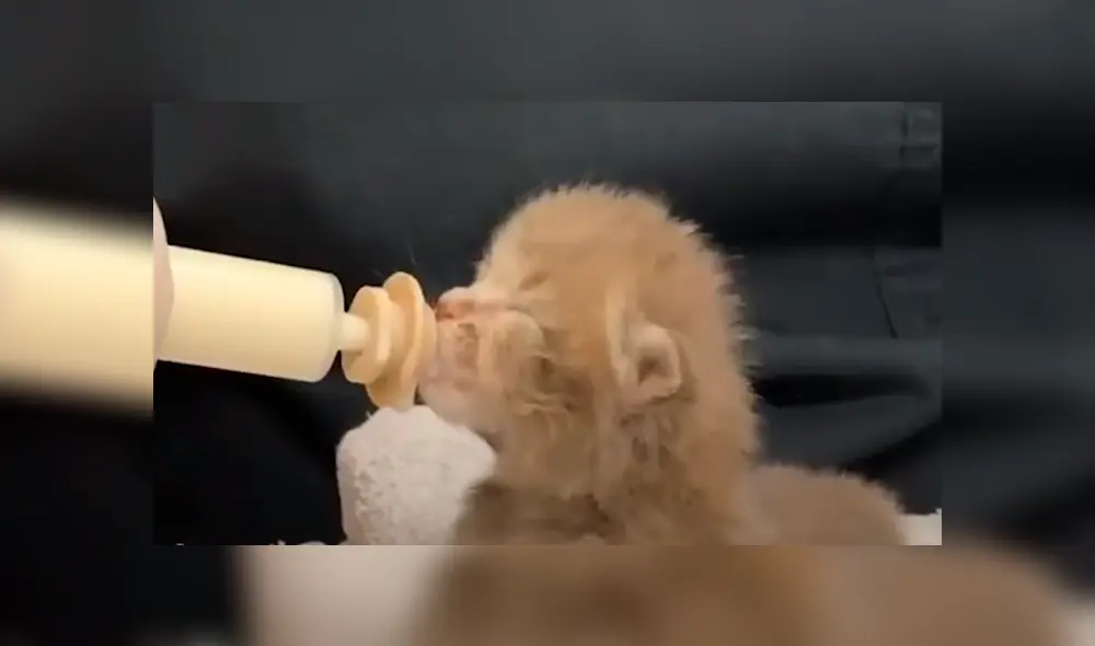 En Facebook, un hombre escuchó los ruidos de un gato bebé y se preocupó al verlo en deplorables condiciones.