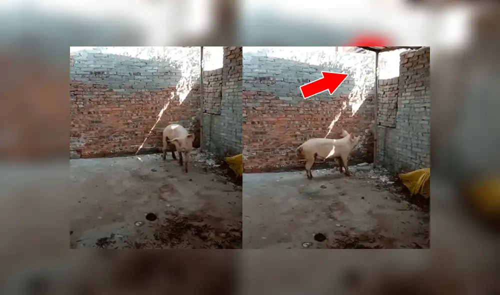 Facebook viral: cerdito intuye que lo matarán para Navidad y decide huir de casa frente a su dueño [VIDEO] 