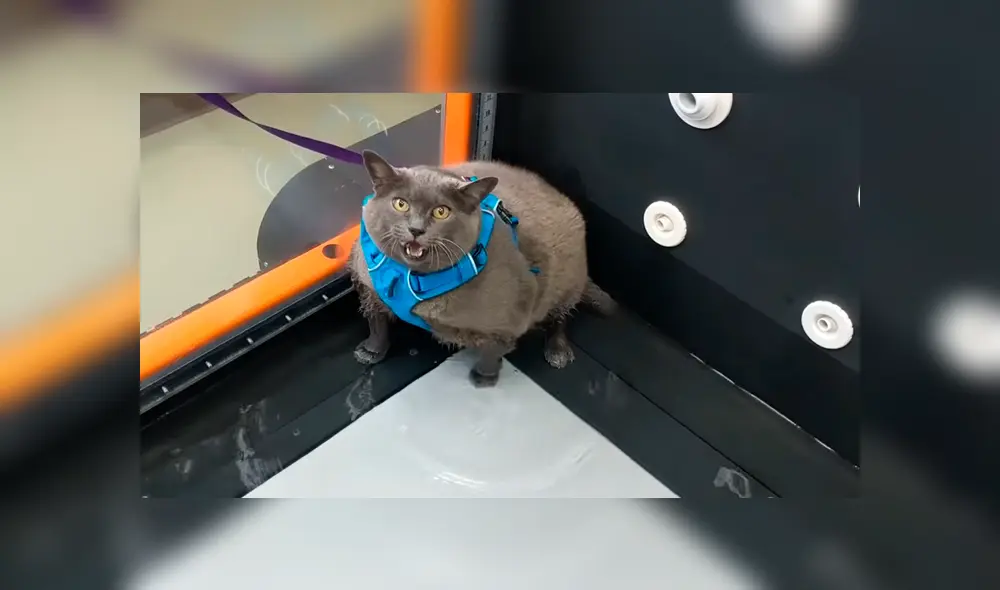 Video es viral en Facebook. Veterinario de la gata grabó el preciso momento en que la felina simula hacer su rutina de ejercicios mientras lo mira fijamente