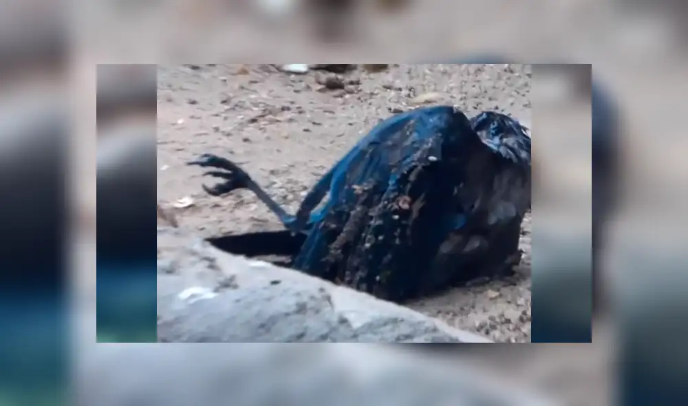 Facebook viral: Enorme oso ve que cuervo iba a morir ahogado y hace esto [VIDEO] 