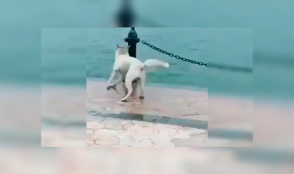 En Facebook, un perro callejero cayó a un caudaloso río y se salvó de milagro gracias a su compañero. En Facebook, un perro callejero cayó a un caudaloso río y se salvó de milagro gracias a su compañero.