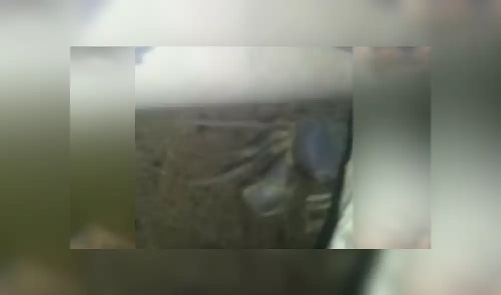 Un video viral de Facebook muestra al cangrejo con cientos de crías escondido en una tubería. Un video viral de Facebook muestra al cangrejo con cientos de crías escondido en una tubería.