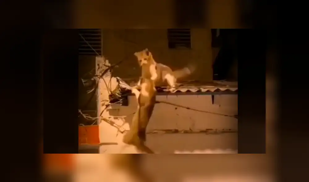 Ambos felinos luchaban por quedarse con el techo de una vivienda: Foto: andrewbarahona5 / TikTok
