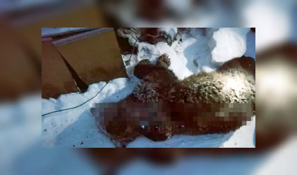 El animal fue ejecutado por las autoridades locales, ya que su presencia ponía en peligro a los vecinos. Foto: Difusión