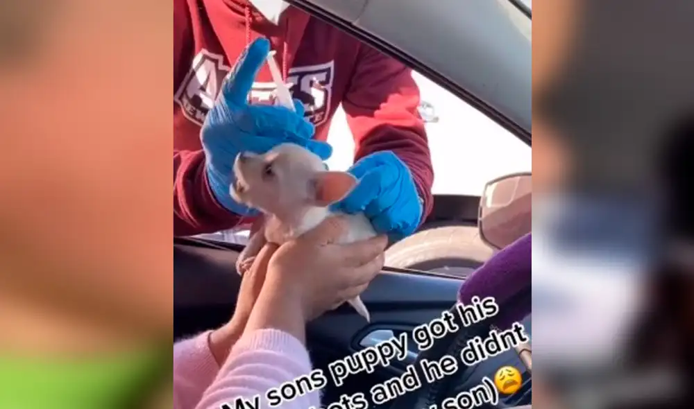 Desliza las imágenes para ver la tierna reacción del niño al vacunar a su mascota. Foto: TikTok