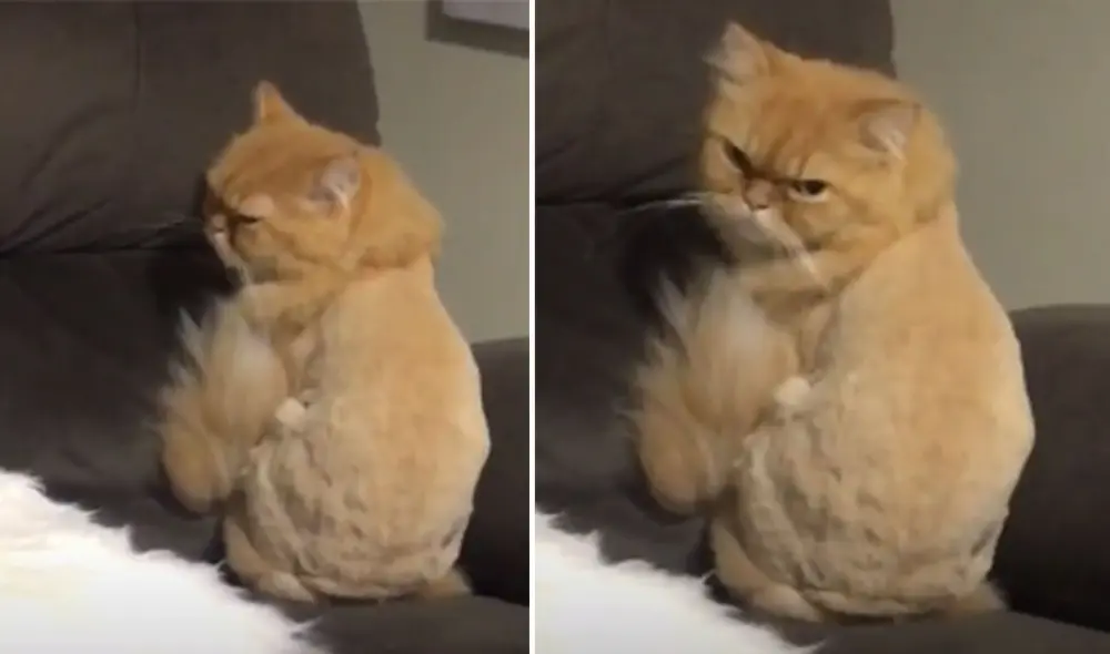 Desliza a la izquierda para ver más imágenes sobre la graciosa conducta de este gatito. Foto: captura de TikTok