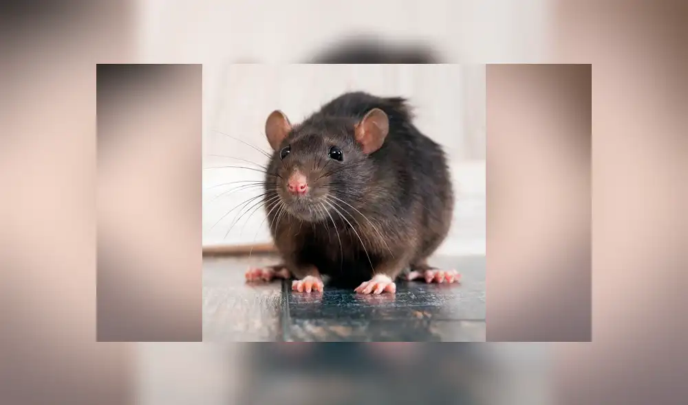 YouTube viral: abre la tapa del inodoro y encuentra una aterradora criatura viva [VIDEO] 