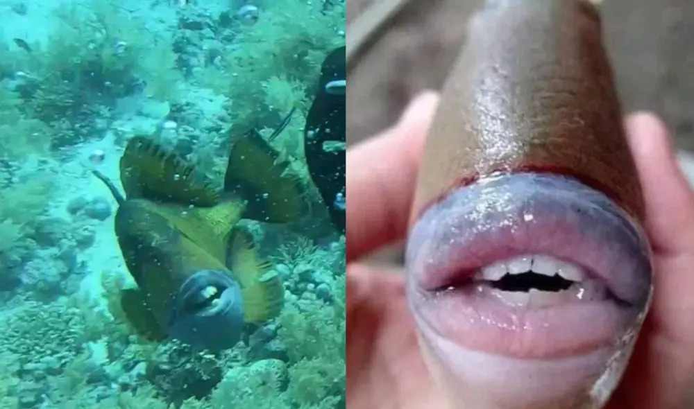 El incidente se produjo cuando un buzo exploraba la costa de Egipto. Foto: @teveviral El incidente se produjo cuando un buzo exploraba la costa de Egipto. Foto: @teveviral