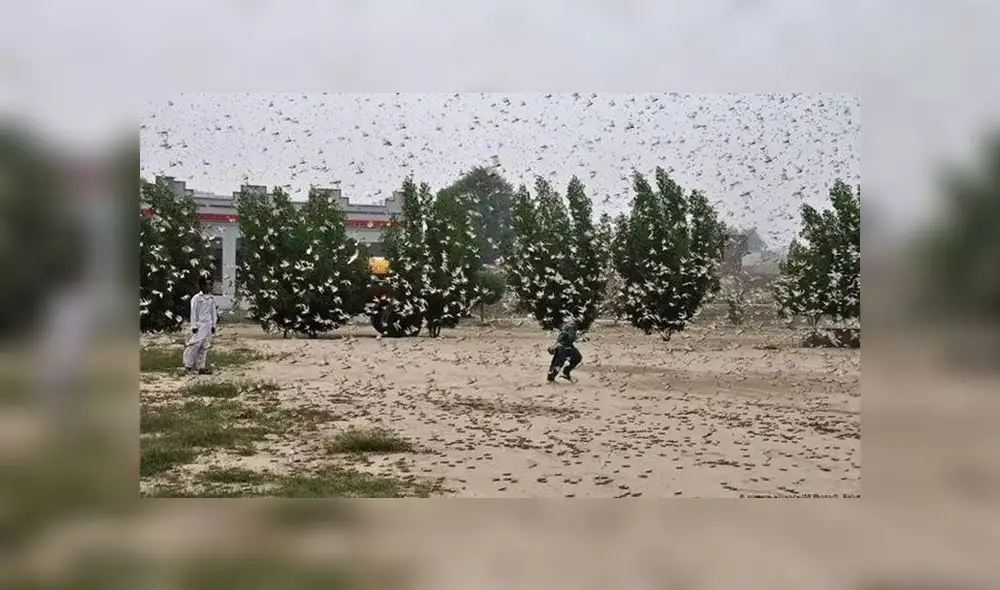 Países de África como Etiopía, Somalia y Kenia, así como Pakistán en Asia, se encuentran en emergencia por una plaga de langostas. Foto: Difusión Países de África como Etiopía, Somalia y Kenia, así como Pakistán en Asia, se encuentran en emergencia por una plaga de langostas. Foto: Difusión