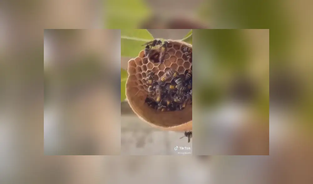 Desliza para ver el desenlace de este video viral de TikTok. Foto: Captura.