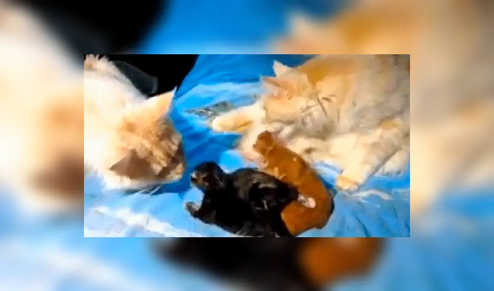 Facebook: Gata infiel es descubierta por su pareja y ocurre lo impensado 