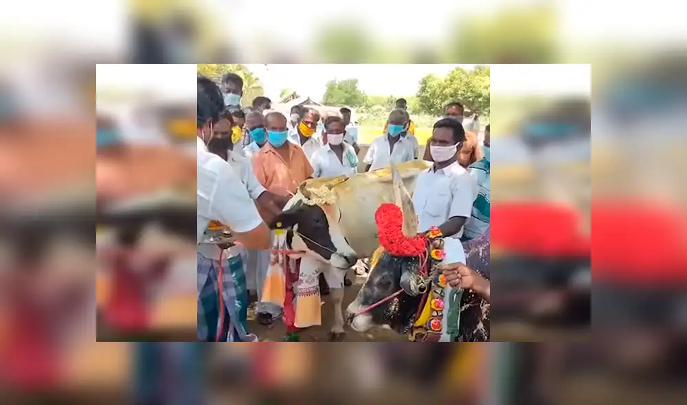Desliza las imágenes hacia la izquierda para conocer la conmovedora historia de un toro junto a su ‘pareja’. Fotocaptura: Facebook. Desliza las imágenes hacia la izquierda para conocer la conmovedora historia de un toro junto a su ‘pareja’. Fotocaptura: Facebook.