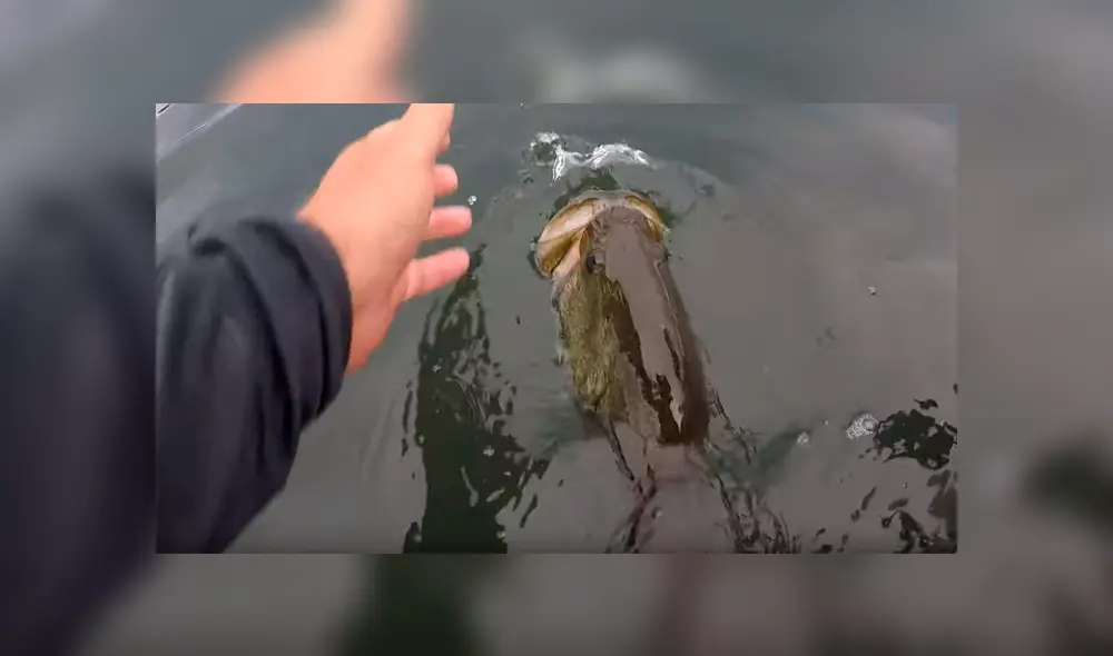 Atrapa una aterradora criatura marina con sus manos, la alimenta y sucede algo insólito [VIDEO]