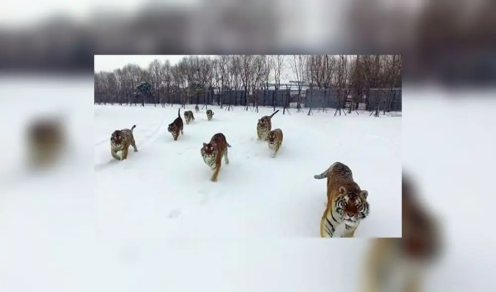 Facebook: video viral de tigres cazando a un dron oculta una cruel realidad