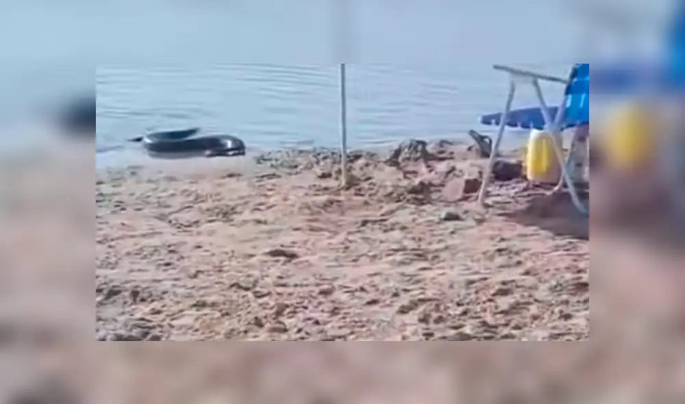 Desliza hacia la izquierda para ver el momento en que una anaconda emerge del mar. Video es viral en YouTube. Desliza hacia la izquierda para ver el momento en que una anaconda emerge del mar. Video es viral en YouTube.