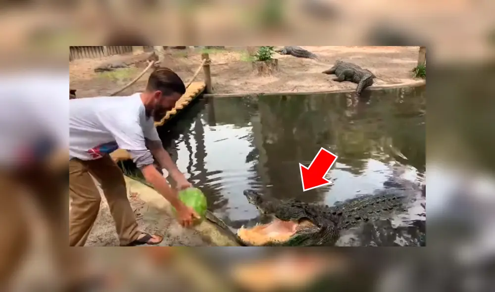 Un video viral de YouTube registró el instante en que un cuidador ingresó al santuario de un cocodrilo para darle de comer una sandía y sucedió lo inesperado. Un video viral de YouTube registró el instante en que un cuidador ingresó al santuario de un cocodrilo para darle de comer una sandía y sucedió lo inesperado.