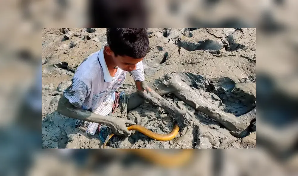 YouTube viral: joven se sumerge en estanque de fango y descubre misteriosa criatura cuyo aspecto sorprende a miles YouTube viral: joven se sumerge en estanque de fango y descubre misteriosa criatura cuyo aspecto sorprende a miles