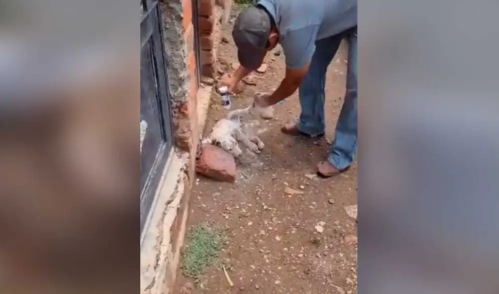 Desliza las imágenes para ver la increíble transformación que experimentó este perrito callejero tras ser rescatado. Fotocaptura: Kathia Acosta /TikTok Desliza las imágenes para ver la increíble transformación que experimentó este perrito callejero tras ser rescatado. Fotocaptura: Kathia Acosta /TikTok