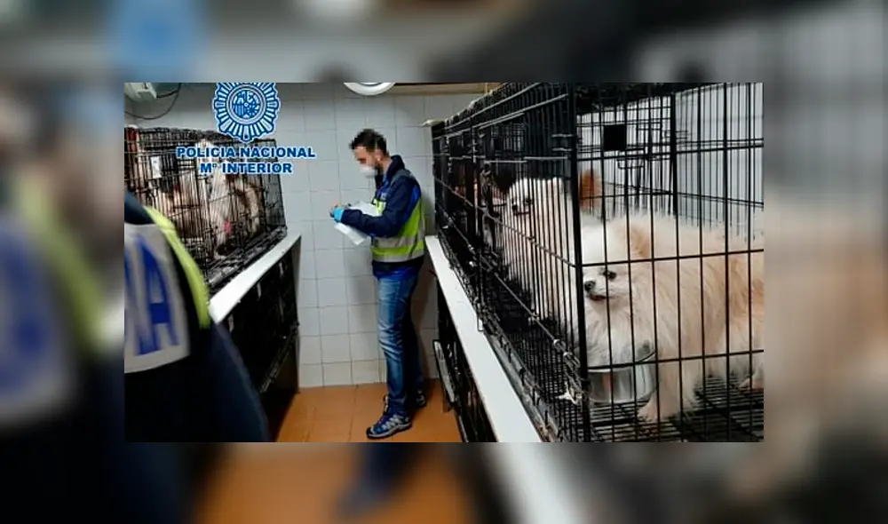 Rescatan a 270 perros de criadero ilegal donde les cortaban las cuerdas vocales [VIDEO]
