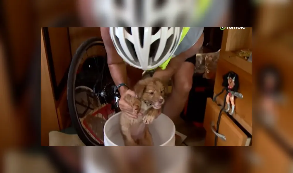 Una mujer vio a un perro abandonada mientras manejaba bicicleta y se detuvo a rescatarlo. Foto: YouTube