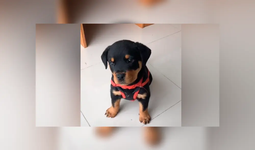 Desliza las imágenes para ver la peculiar reacción que tuvo un cachorro al recibir un huevo de parte de su dueña. Fotocapturas: candecondex/TikTok