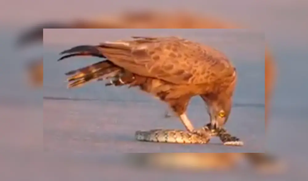 Video es viral en Facebook. Pese a los esfuerzos de la serpiente, el águila terminó imponiéndose y lo que sucedió después sorprendió a todos en las redes sociales. Foto: Captura.